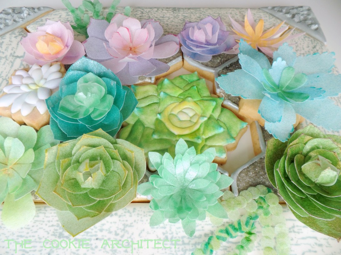 Succulent Angle | The Cookie Architect